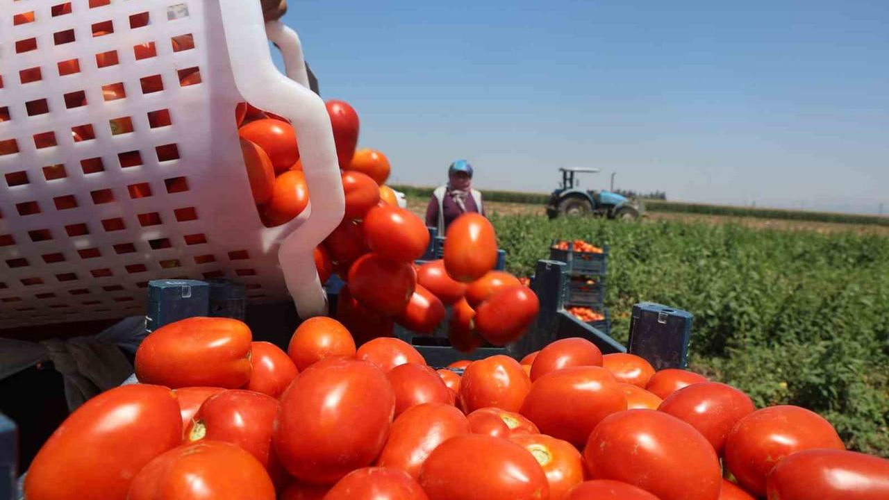 Kavurucu sıcakta hasat edilen domates tarladan 15 TL'ye alıcı buluyor