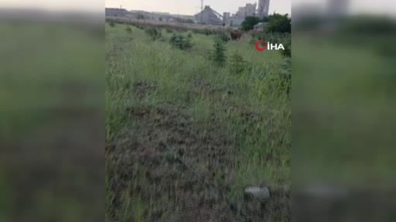Kaybolan ineğini arayan besici arazide doğum yapan ineği buldu