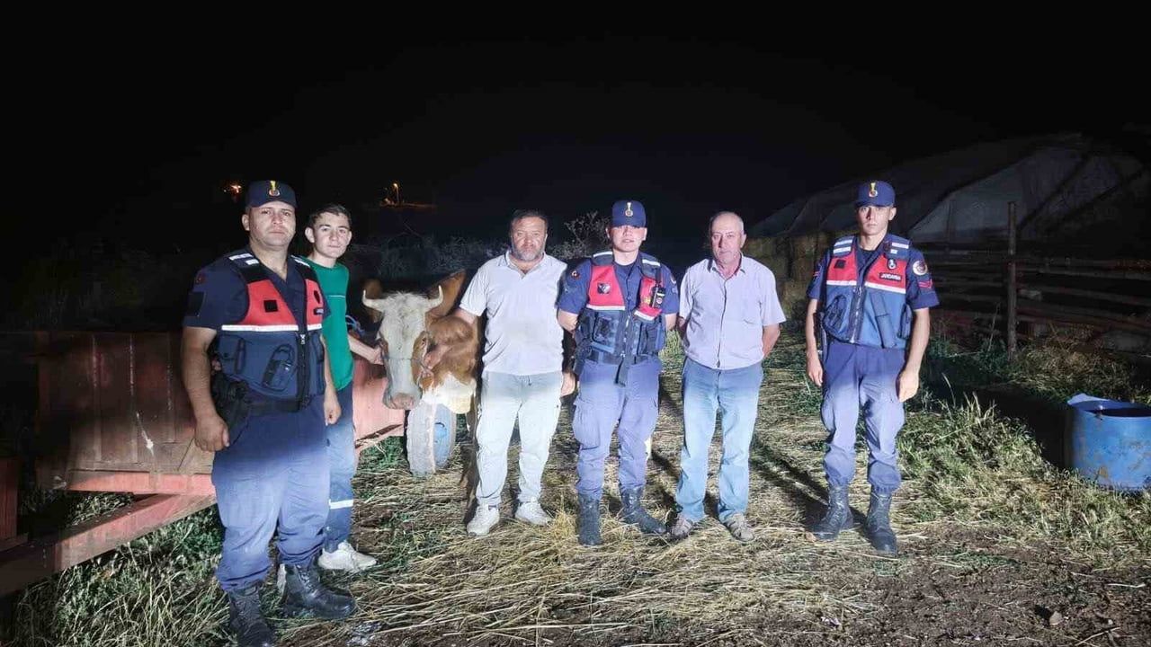Kayıp büyükbaş jandarmanın çalışmasıyla sahibine teslim edildi