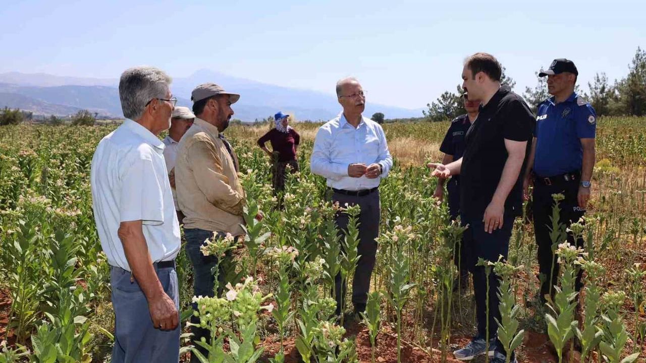 Kaymakam tarlada: Karacasu'da üreticilerle hasat sohbeti