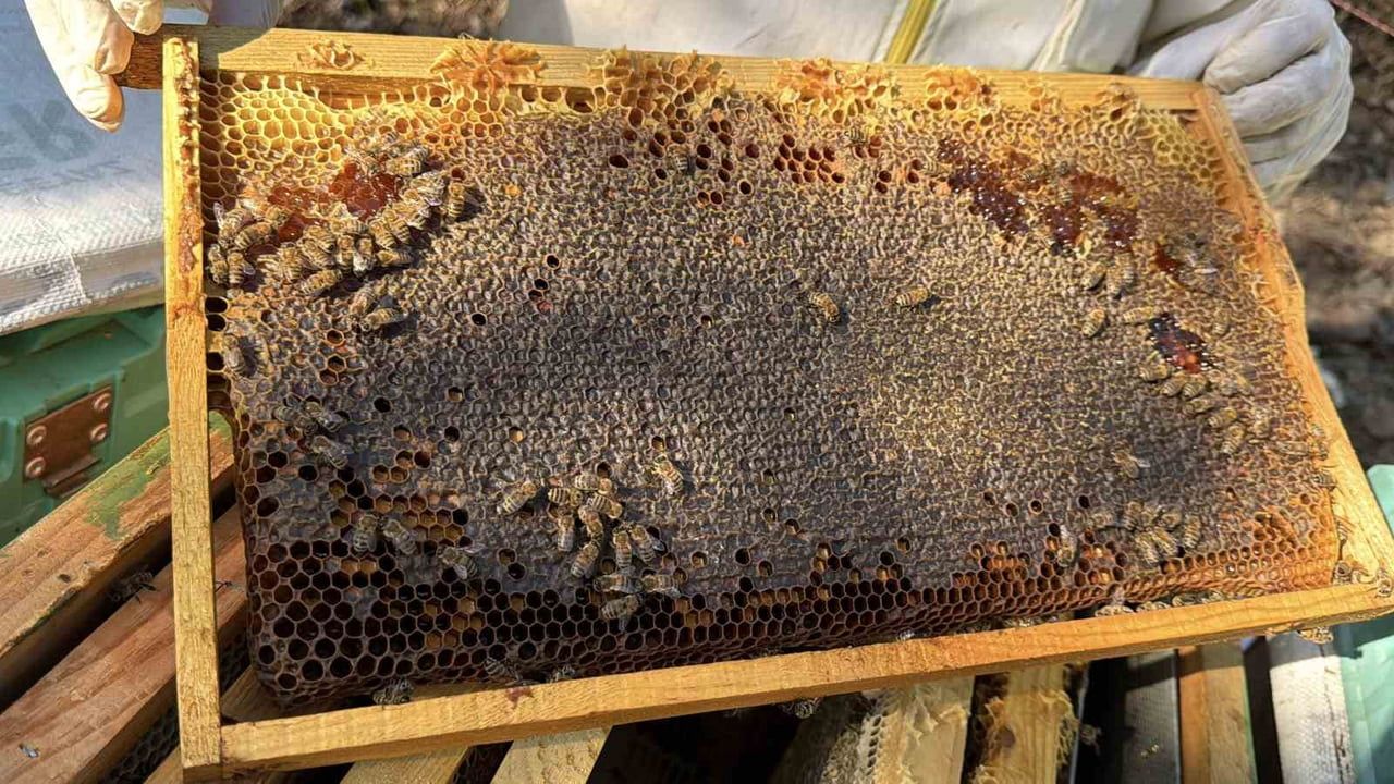 Kazdağları'ndan dünya birinciliğine uzanan siyah bal hasadı başladı
