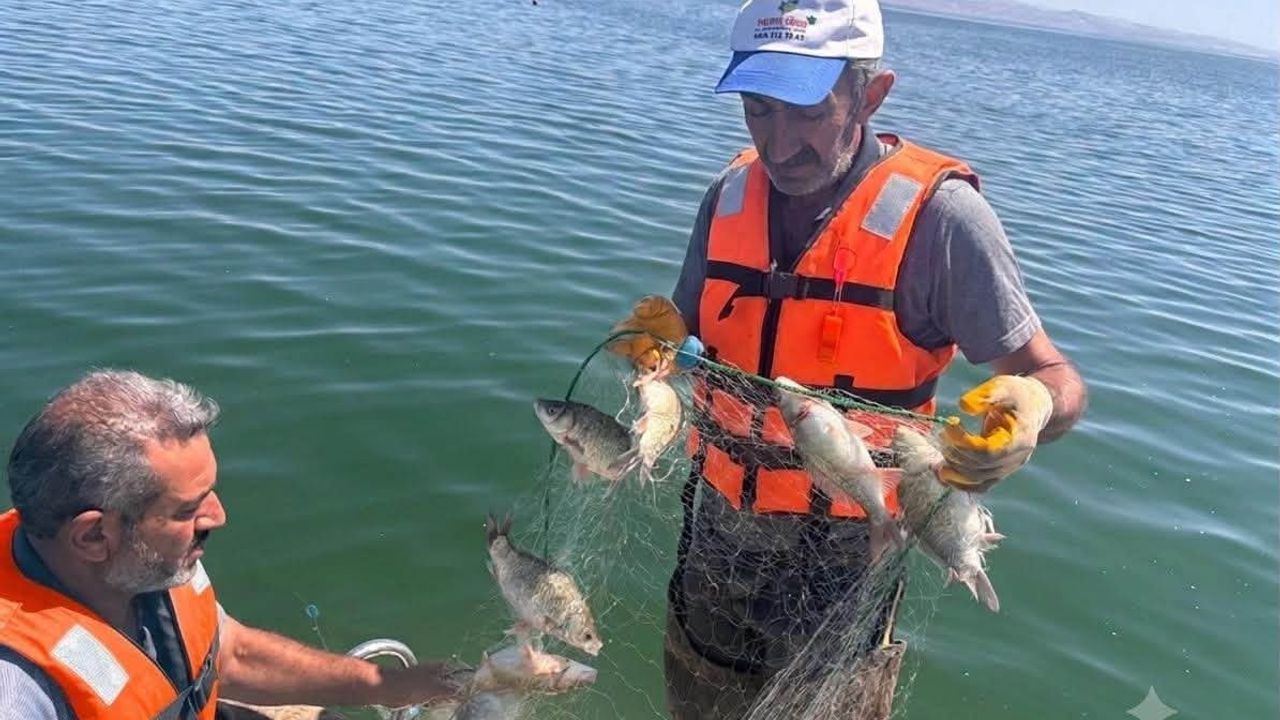 Keban'da istilacı balıkların dağılımı saha verileriyle izleniyor