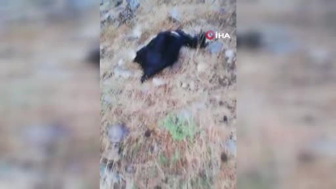 Keçi sürüsüne isabet eden yıldırım 50 hayvanın telef olmasına yol açtı