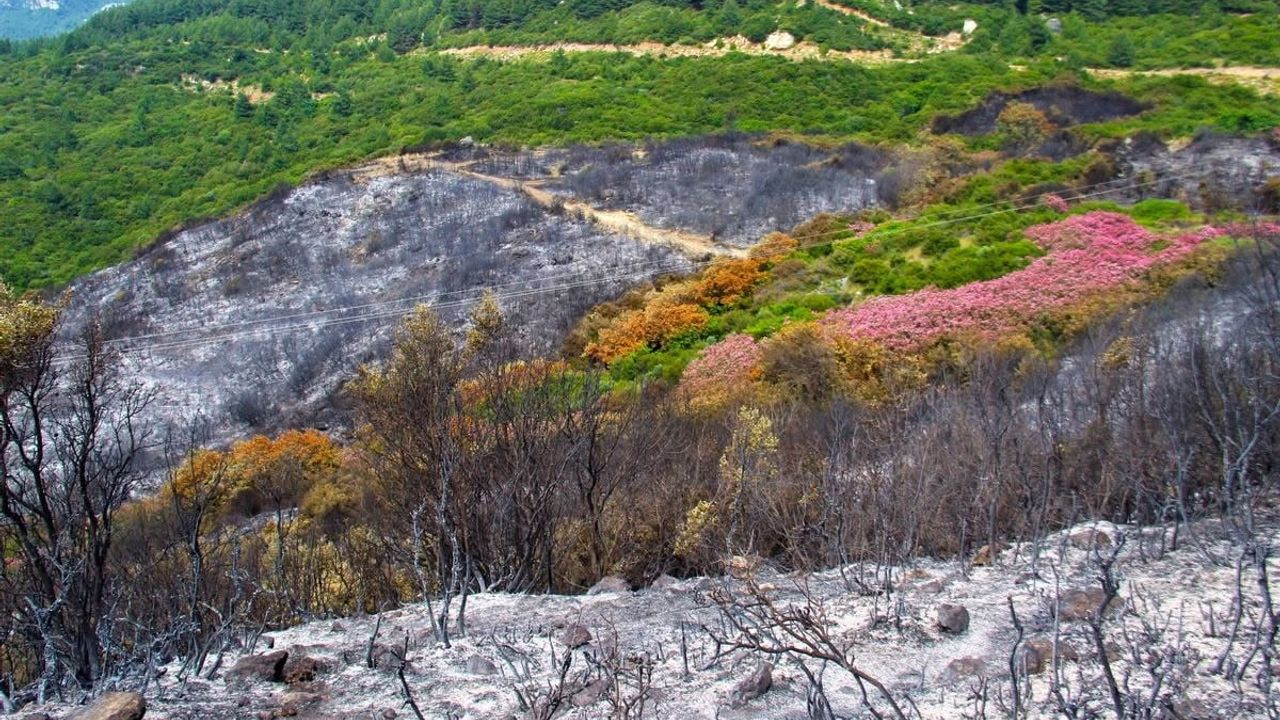 Keçiler orman yangınlarını azaltıyor: EKODOSD toplantısında otlatma tartışması