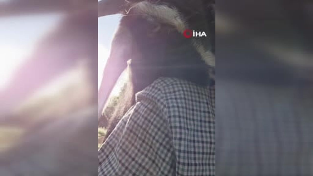 Keçileriyle kurduğu bağ Tunceli'nin Pülümür ilçesinde dikkat çekti