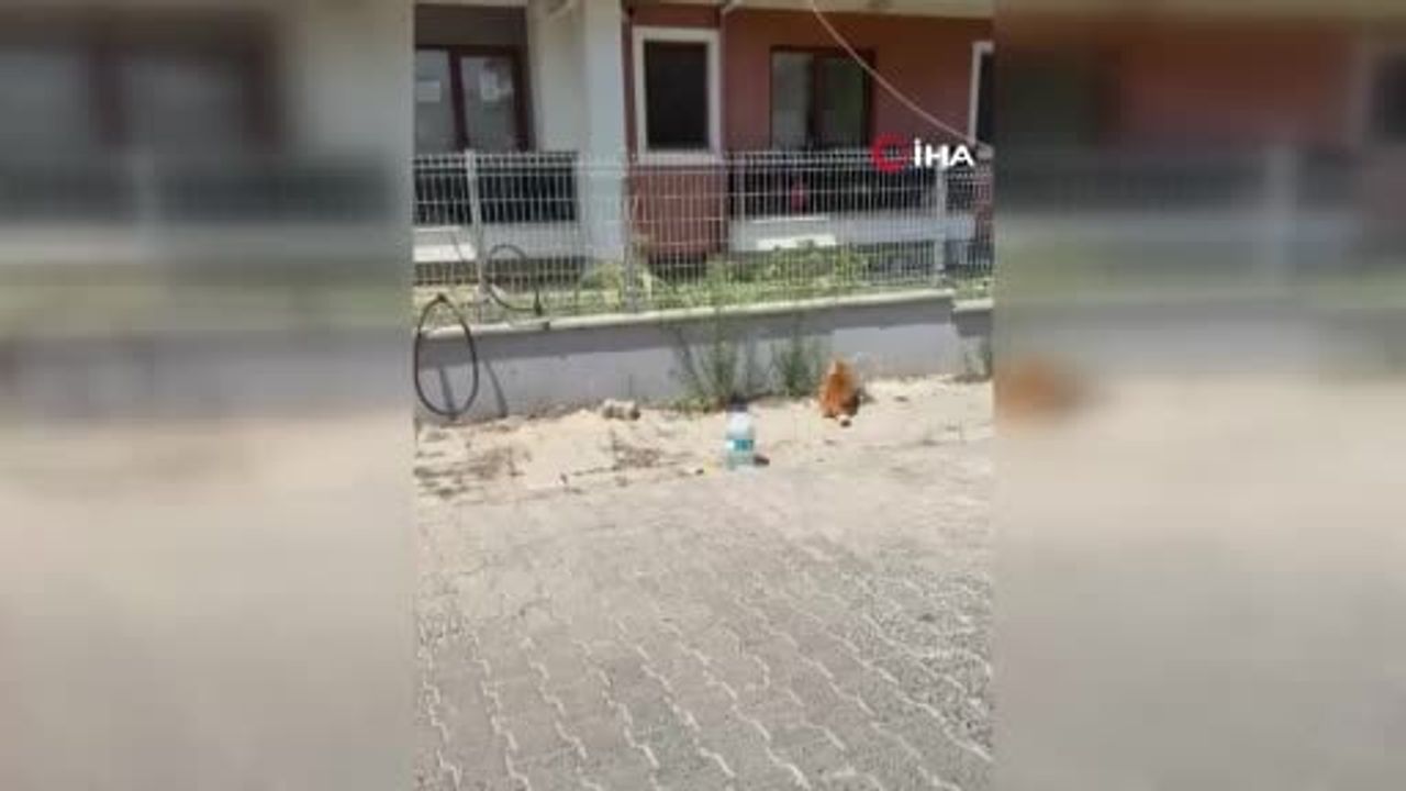 Kedi ile yılanın kavgası kamerada