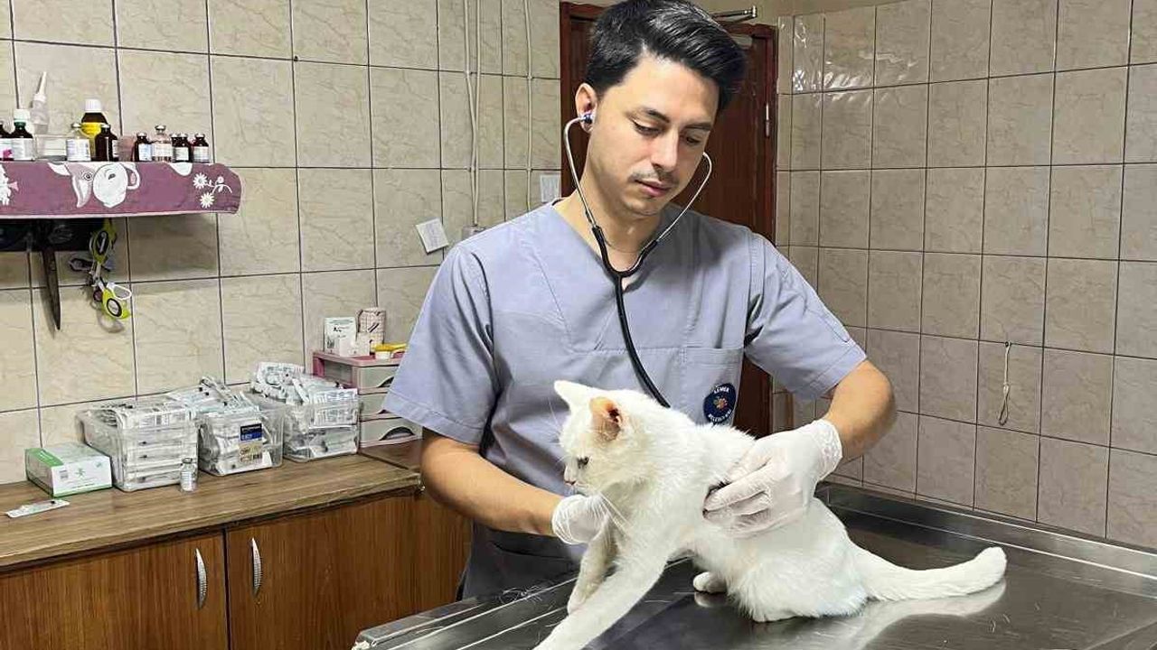 Kemer'de haziranda 189 sokak hayvanı kısırlaştırıldı