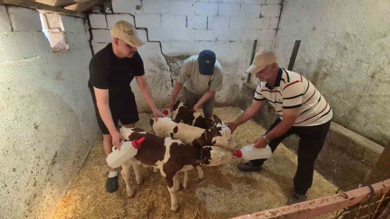 Kırklareli’de inek üçüz buzağı doğurdu