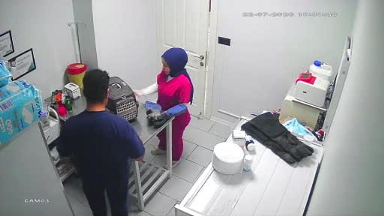 Kısırlaştırma için getirilen sokak kedisinin ani sıçrayışı kliniği karıştırdı