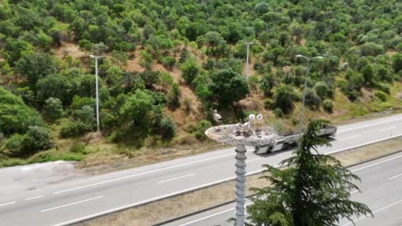 Kızılcahamam'da leylek yavruları sonbahar göçüne hazırlanıyor