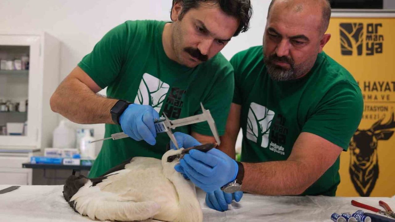 Kocaeli'de 4 yavru leylek Ormanya'ya teslim edildi