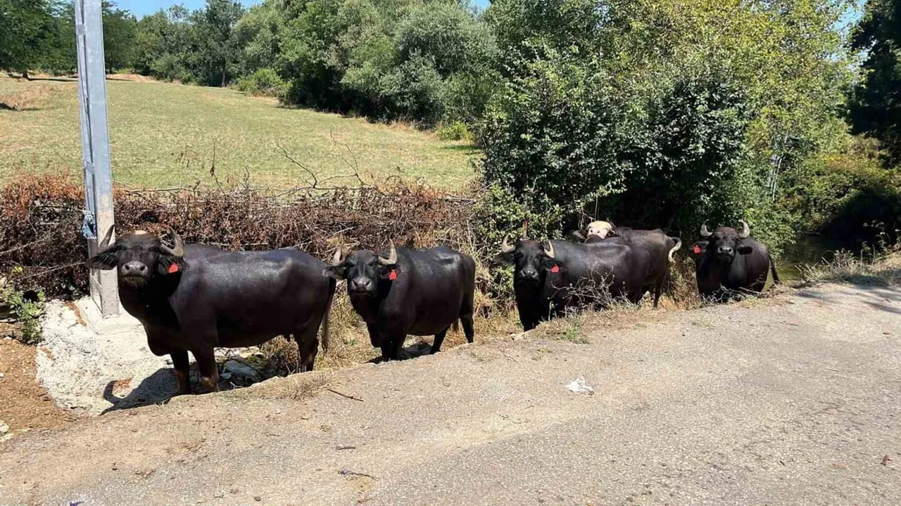 Kocaeli'de çiftliklerde hijyen ve bakım için saha desteği güçleniyor