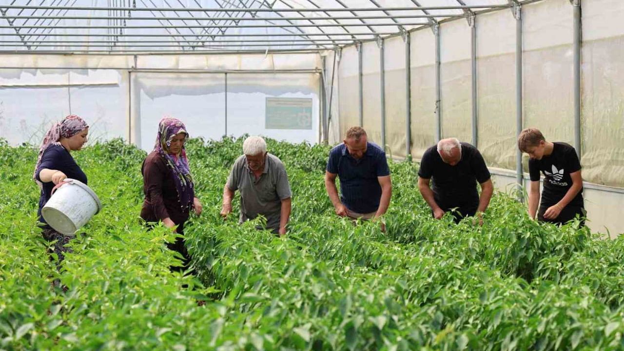 Kocaeli’de yüzde 50 hibe destekli modern seralarda ilk hasat başladı