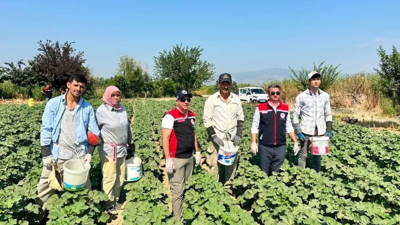 Koçarlı, Aydın'da bamya üretiminde liderliğini sürdürüyor