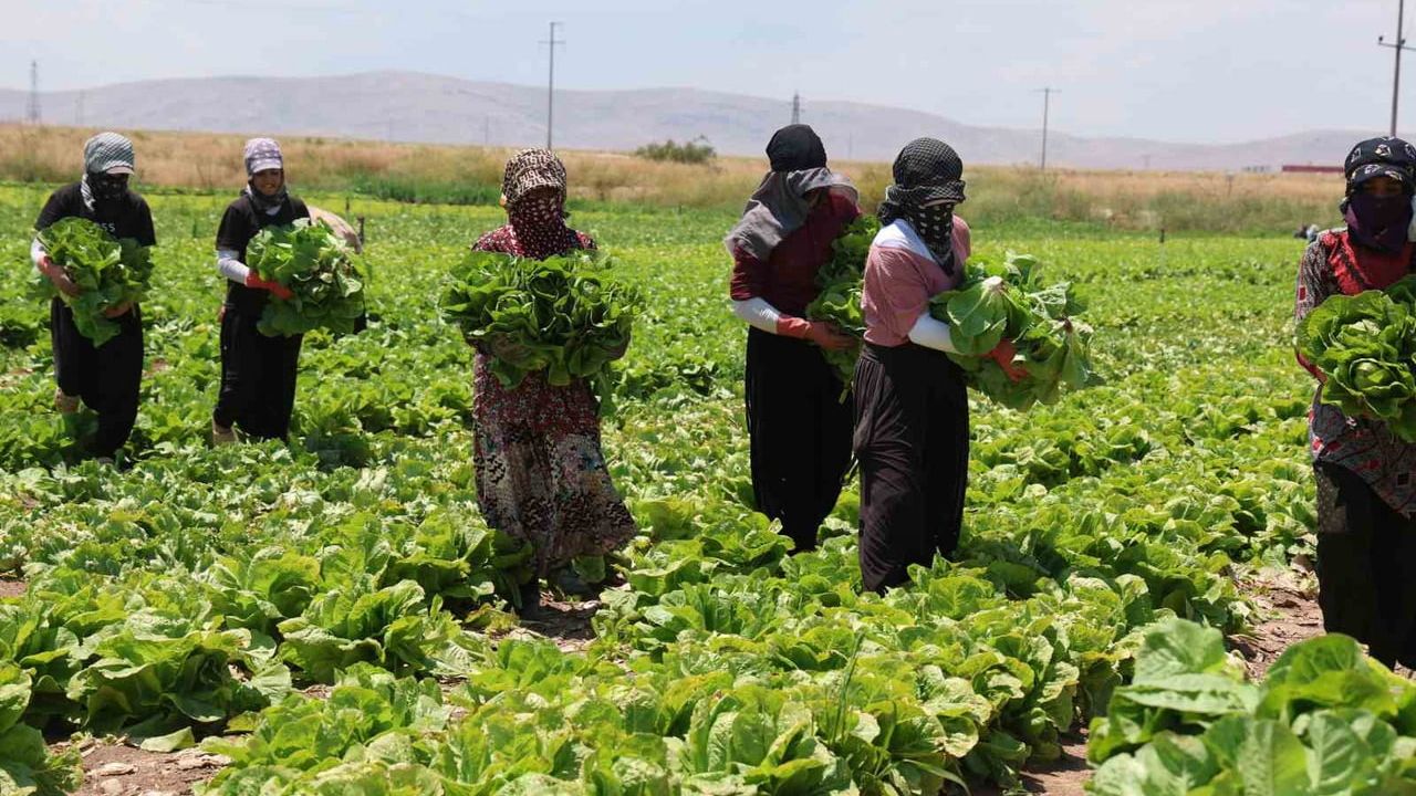 Konya'da marul üretimi artışı fiyatları düşürdü