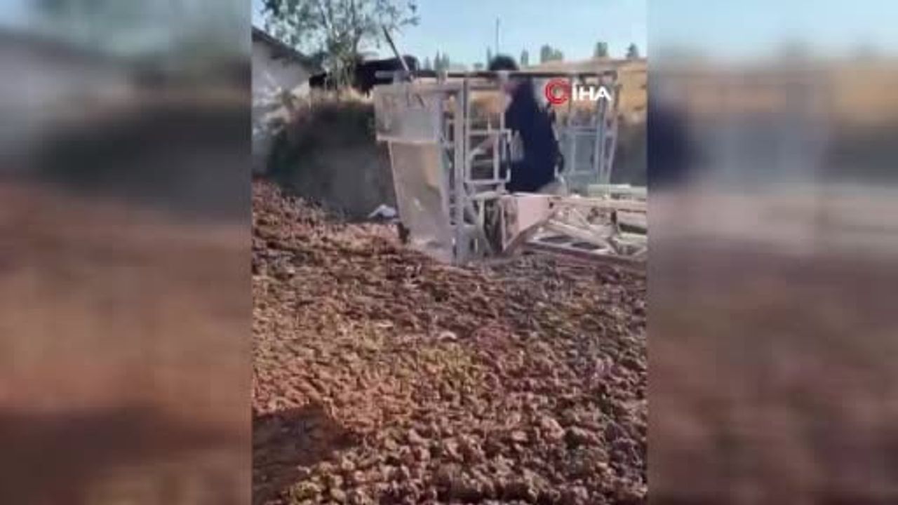 Köpek gübre çukurunda boğulmaktan son anda kurtarıldı