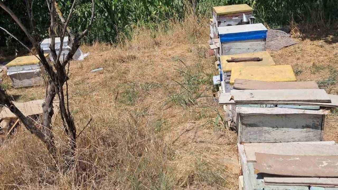 Köşk'te arılı kovan kayıt seferberliği: veteriner hekimler sahada