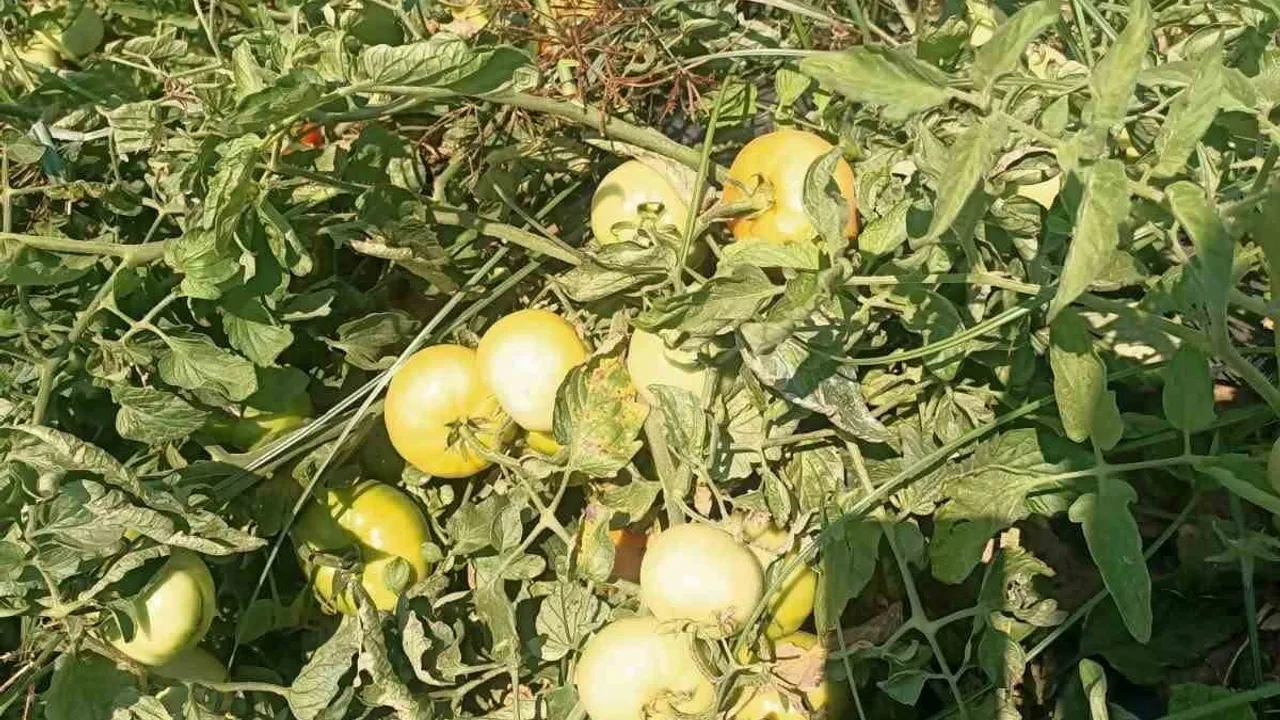 Köşk'te domates, pamuk ve ayçiçeği tarlalarında saha denetimi