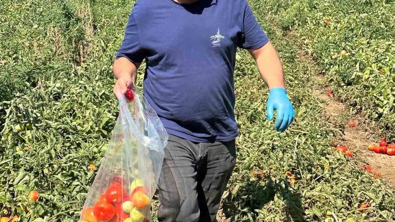 Köşk’te domateste hasat öncesi ilaç kalıntısı denetimi başladı