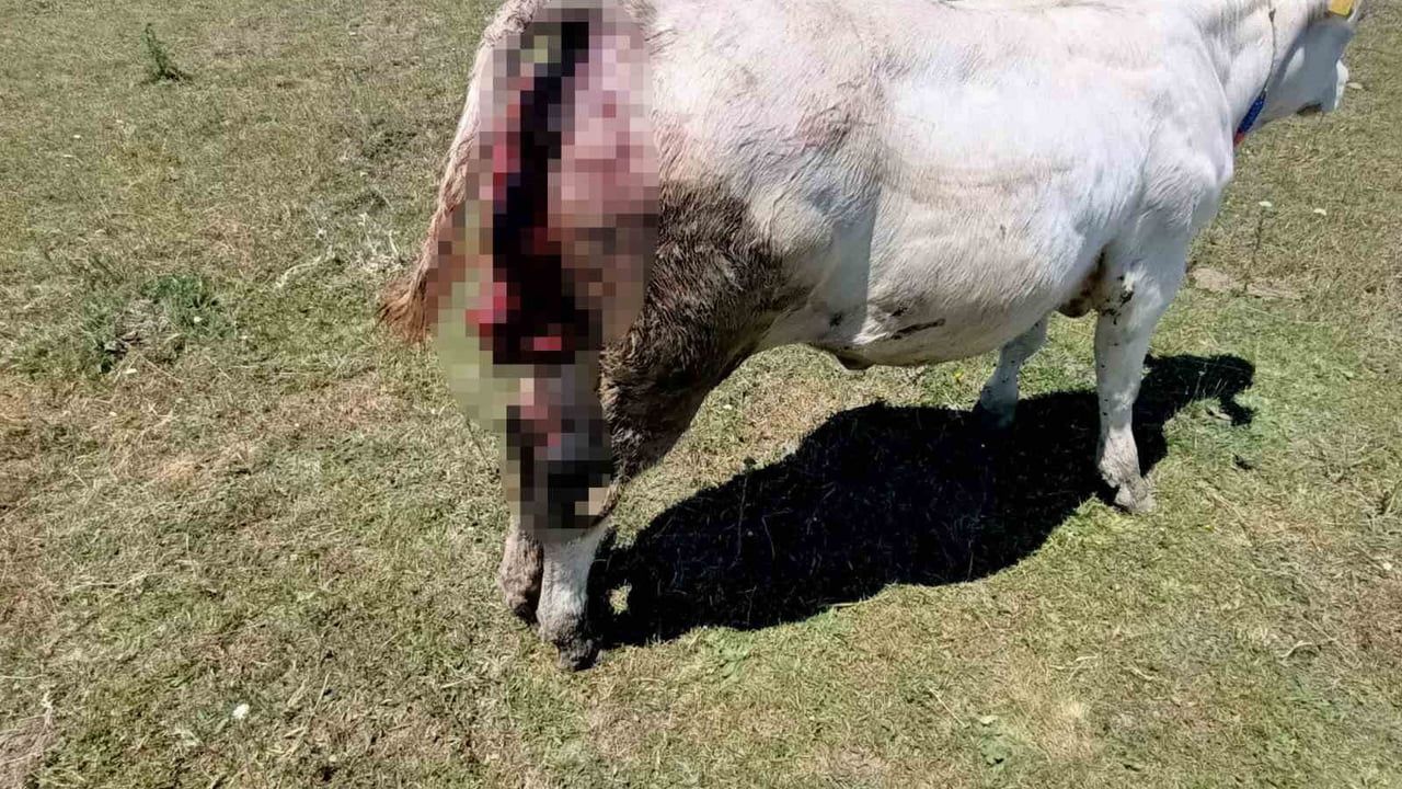 Kovalı yaylası'nda ayı alarmı: üreticiler yetkililere seslendi