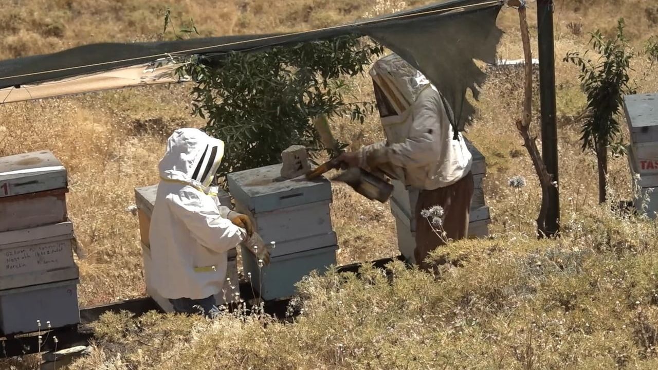 Kovan röportajı kısa sürdü: muhabire arı sürüsü saldırdı