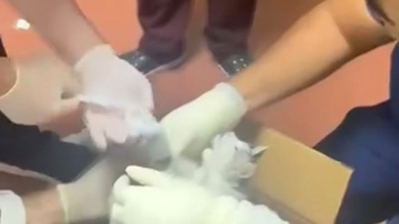 Kovancılar'da bacağı kırık sokak kedisi acil serviste tedavi edildi
