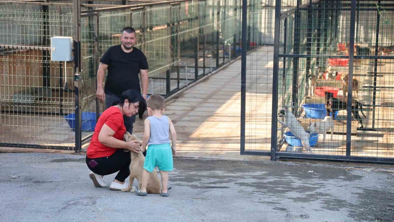 Kozan’da hedef sıfır sahipsiz sokak hayvanı