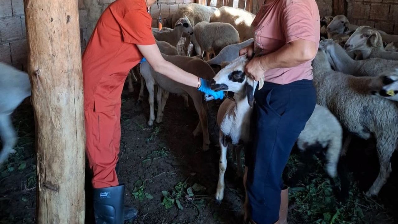 Küçükbaşlarda aşılama ve küpeleme seferberliği