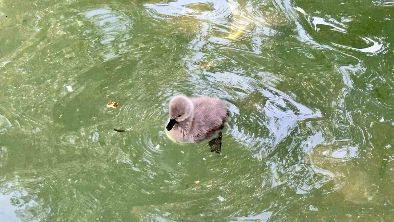 Kuğulu Park'ta dört yeni yavru parka hareket getirdi