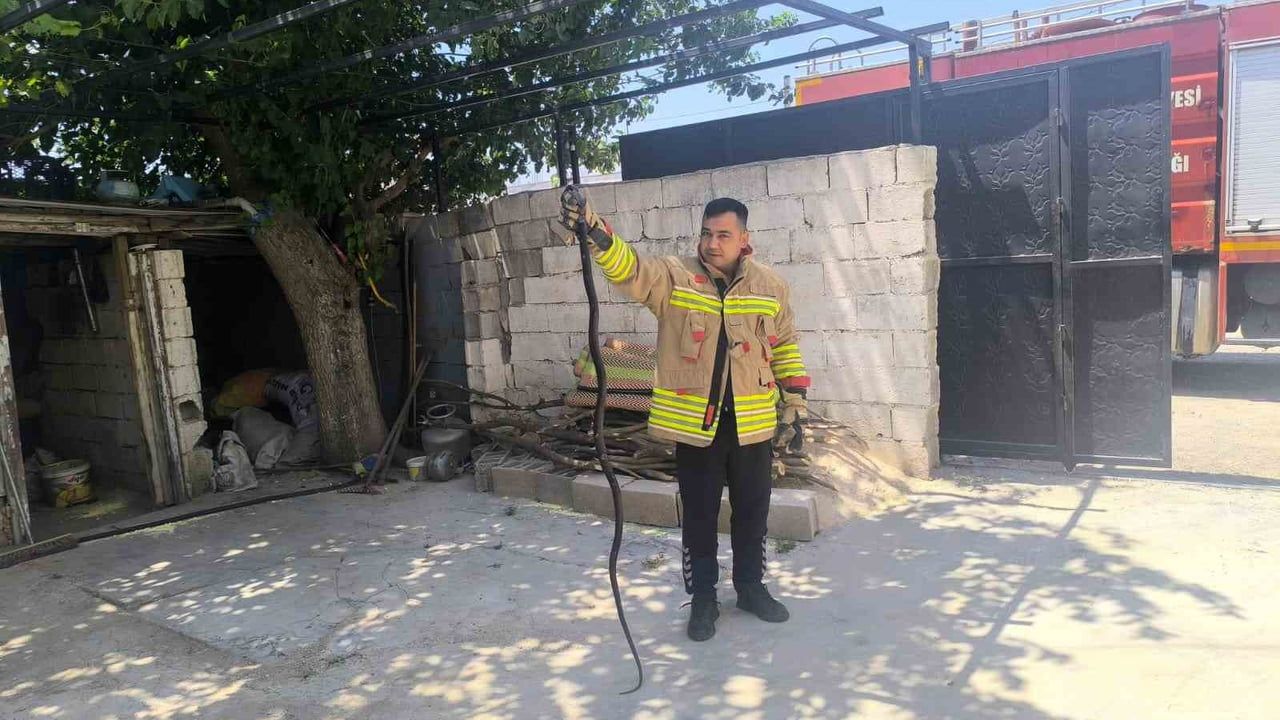 Kumlu'da evin bahçesinde görülen iki karayılan itfaiye tarafından yakalandı