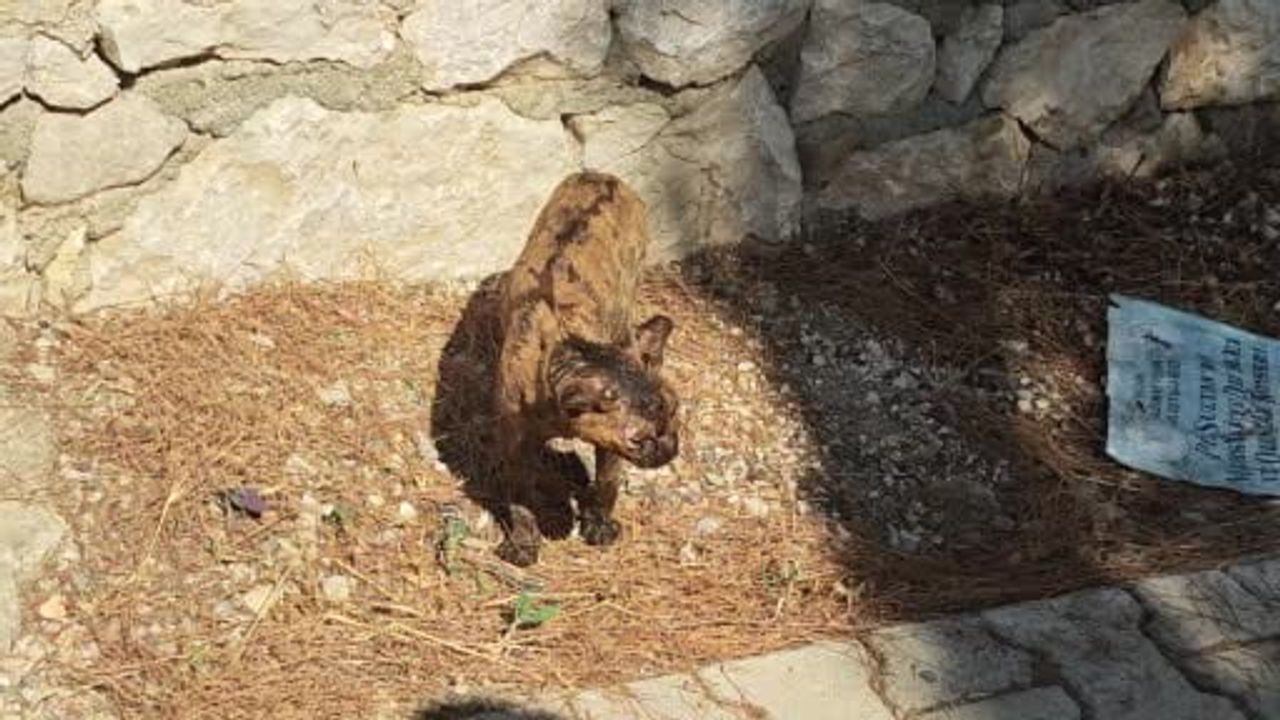 kumluca’da orman yangınında sokak kedisi kurtarıldı