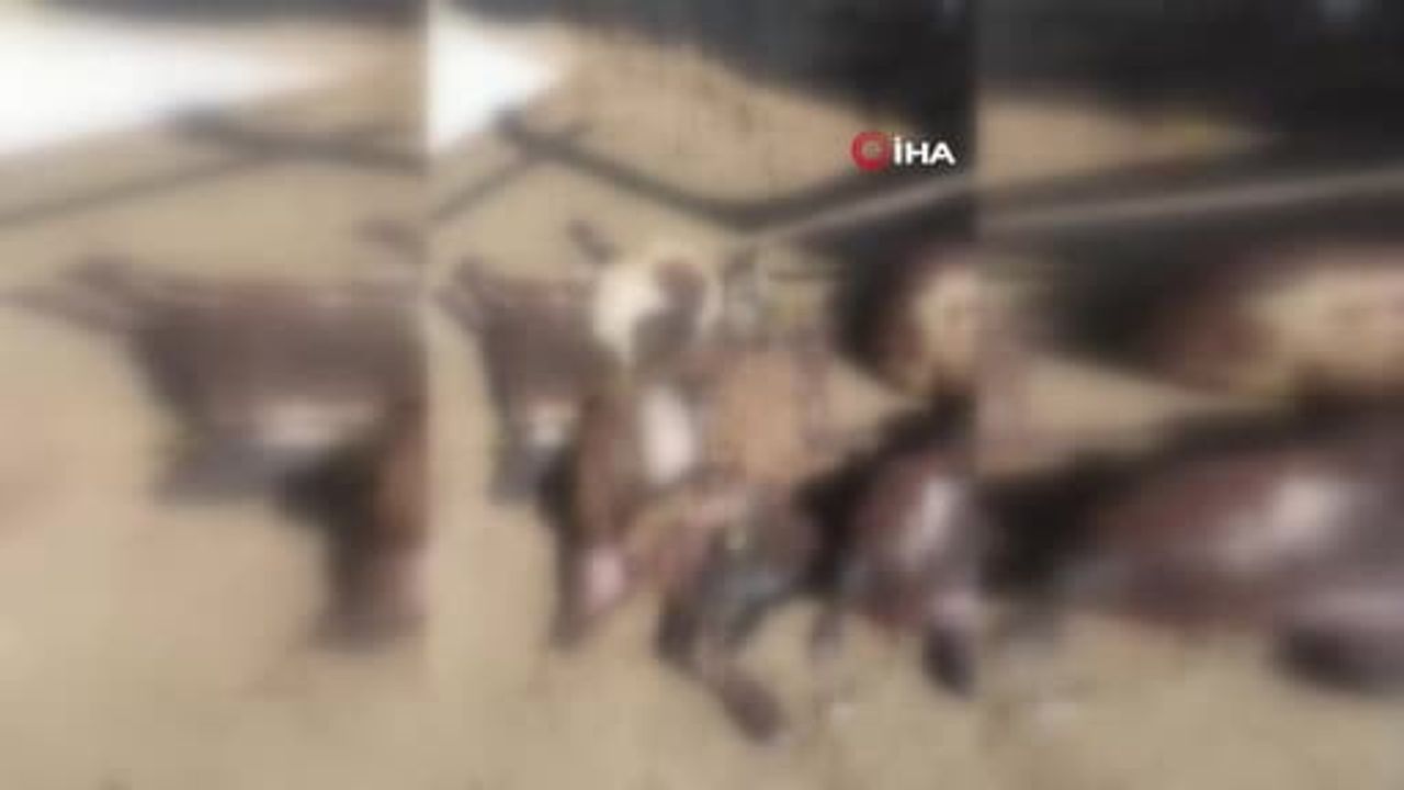 Kurtlar ağıla girdi: 14 koyun telef oldu, 30 hayvan kayboldu
