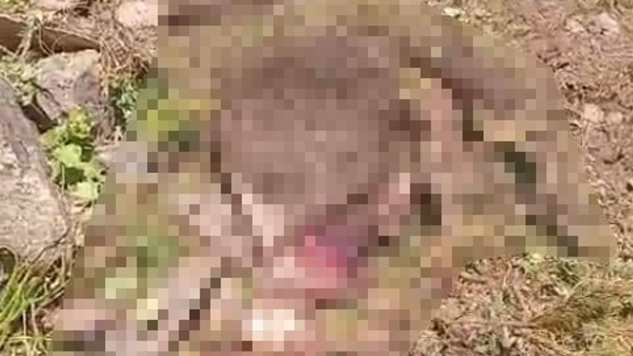 Kürtün'de kaybolan ineğin akıbeti: ayı saldırısı ortaya çıkardı