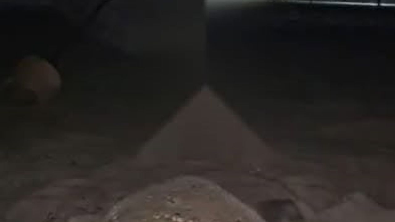 Kuşadası'nda caretta caretta yuvası koruma altına alındı