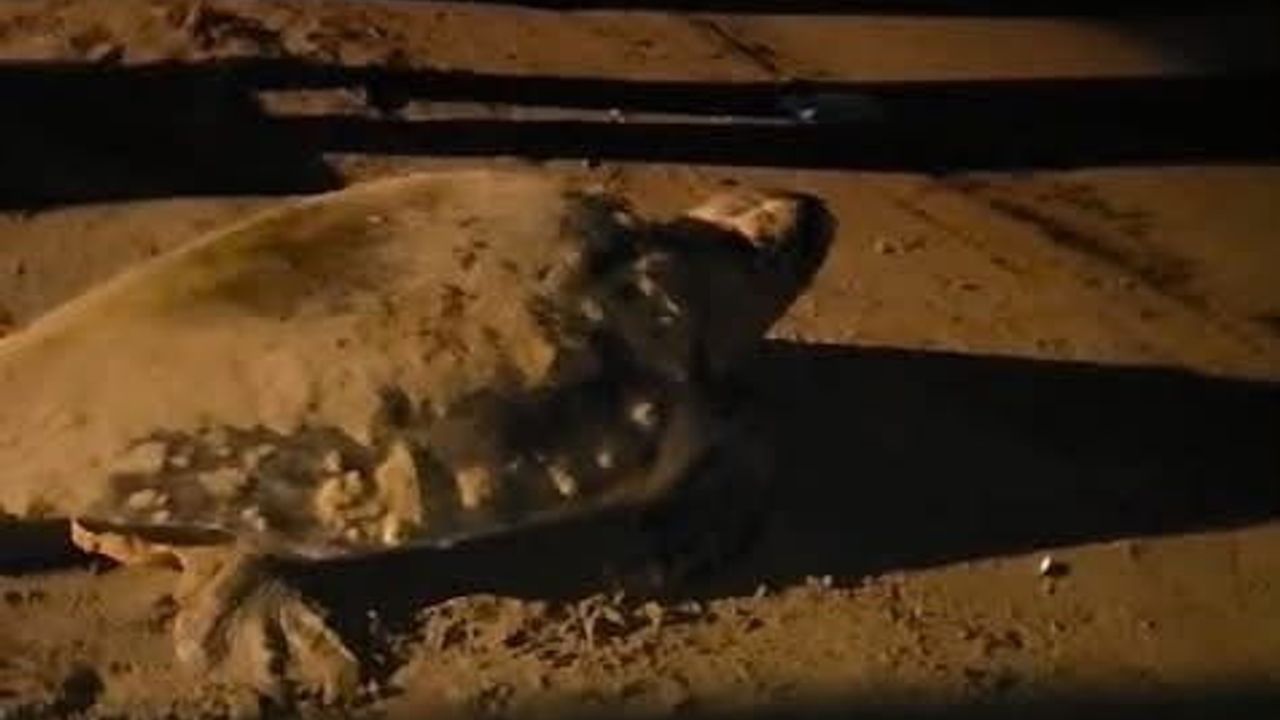 Kuşadası ve Didim kıyılarında caretta caretta hareketliliği