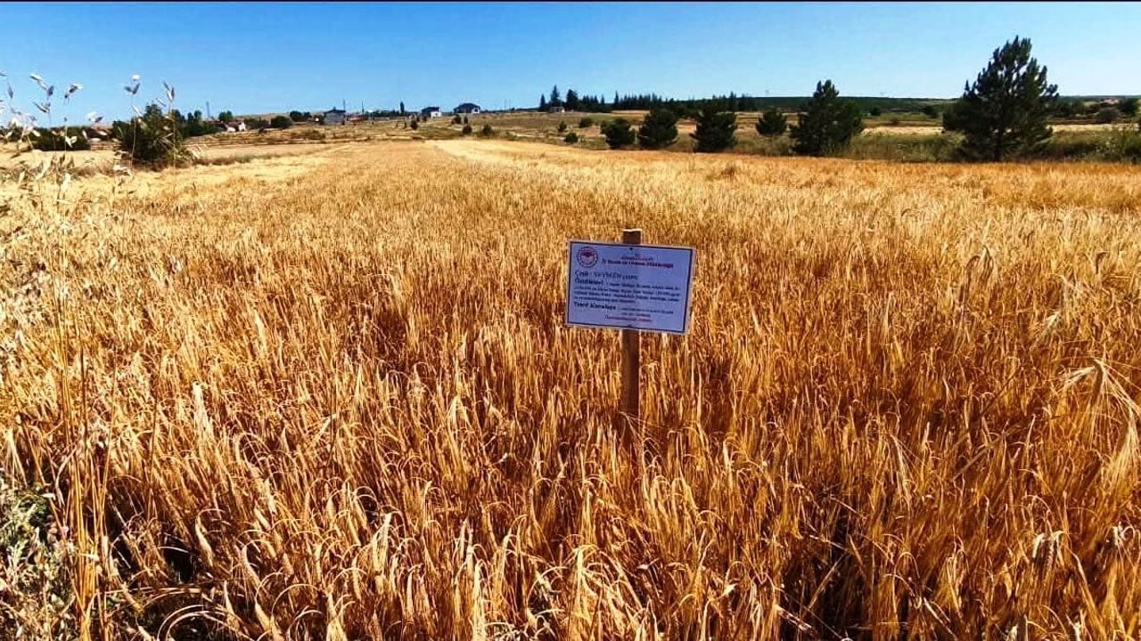 Kütahya'da demonstrasyon tarlalarında yerli arpa çeşitleri verimi test edildi