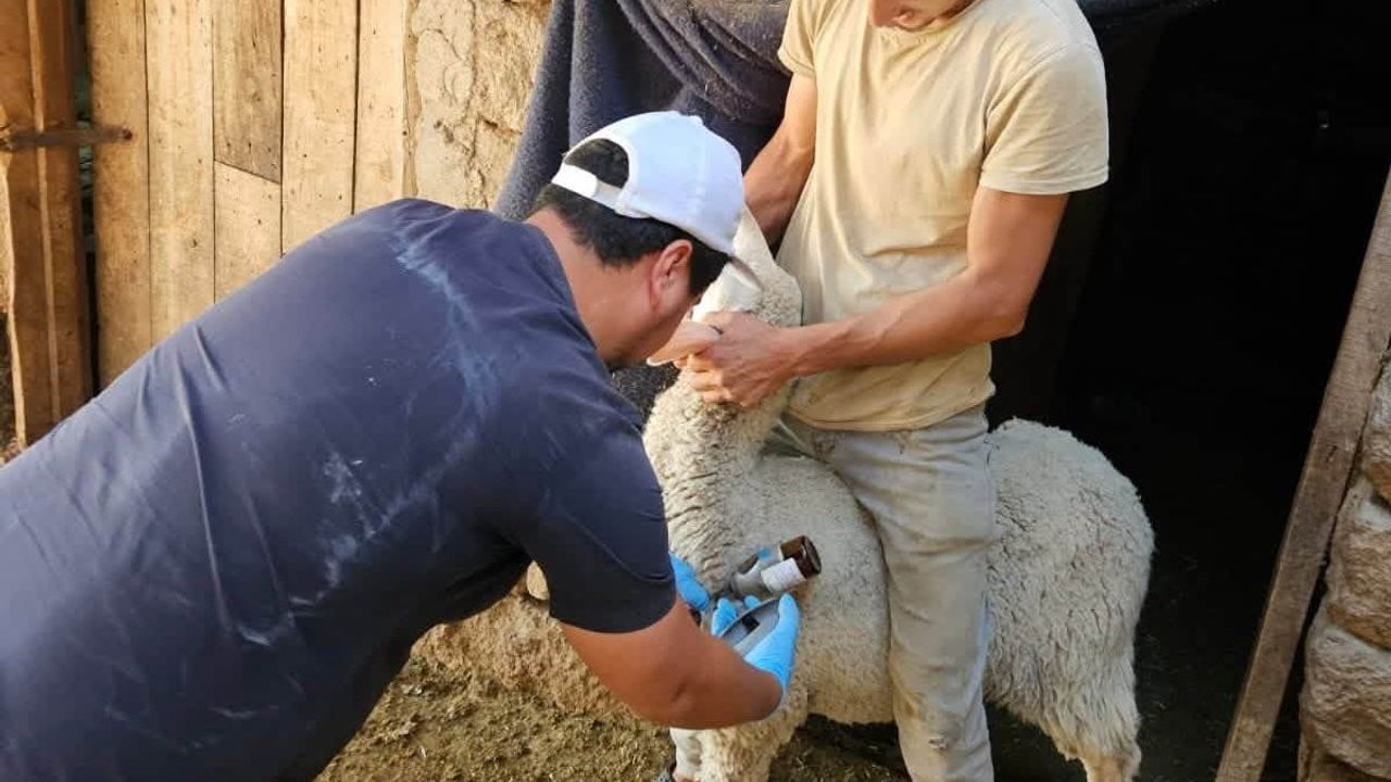 Kütahya'da Emet ve Domaniç'te küçükbaş sağlığı için aşı ve kimliklendirme seferberliği