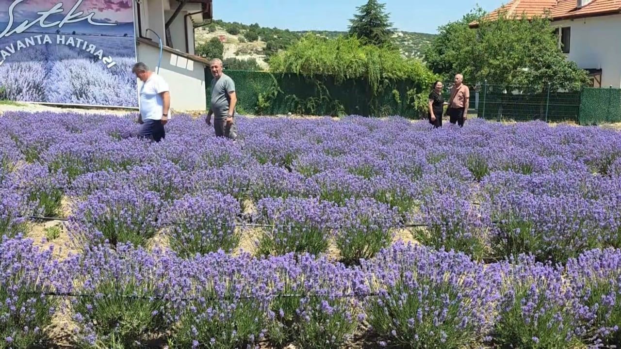 Kütahya’da lavanta bahçesi kapılarını ziyaretçilere açtı