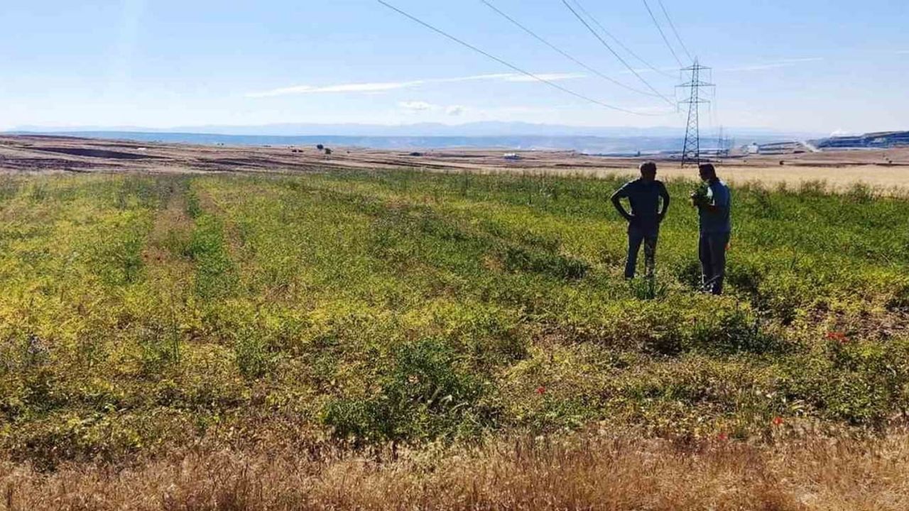 Kütahya'da nohut ve barbunya demonstrasyon alanlarında gelişim incelemesi