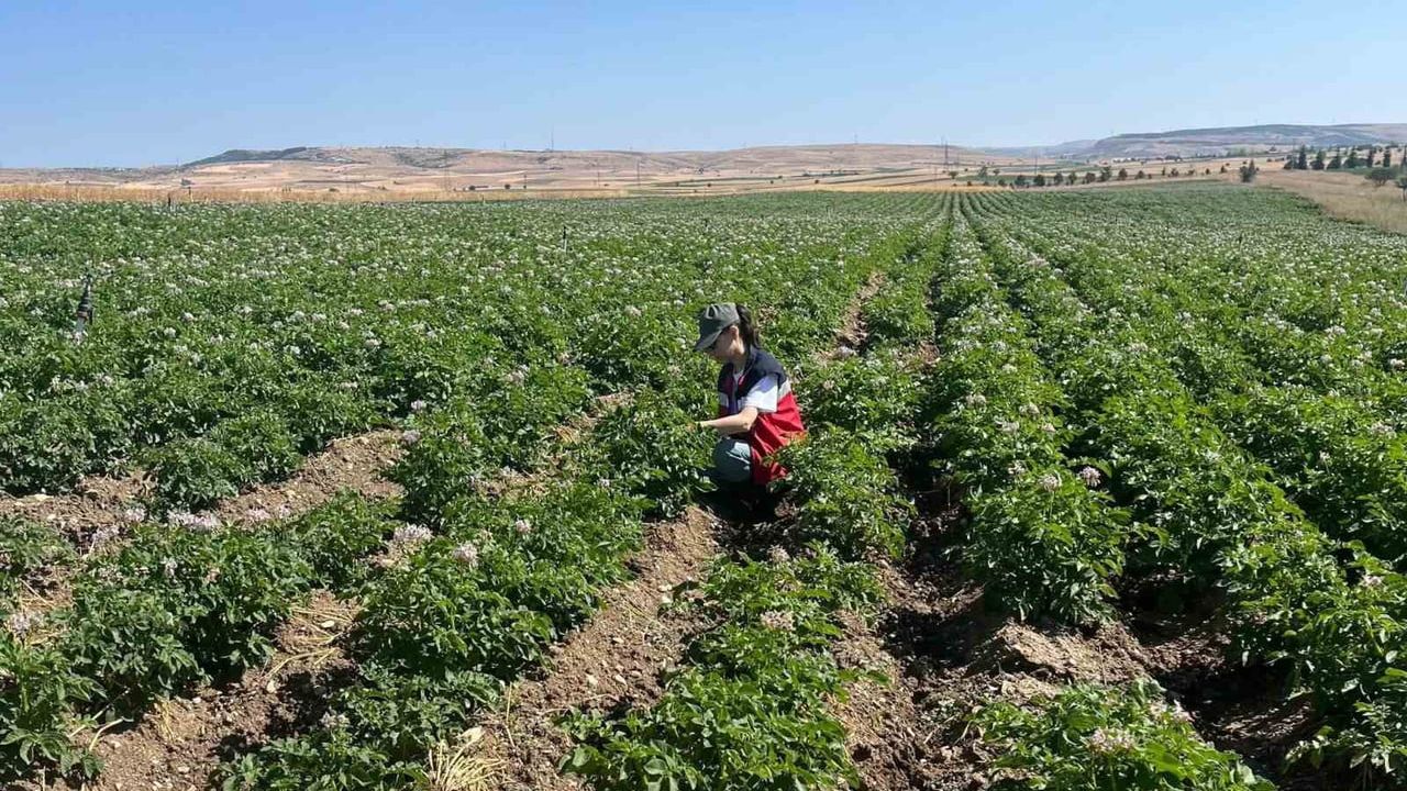 Kütahya'da patates tarlalarında bitki pasaportu denetimleri yoğunlaştı