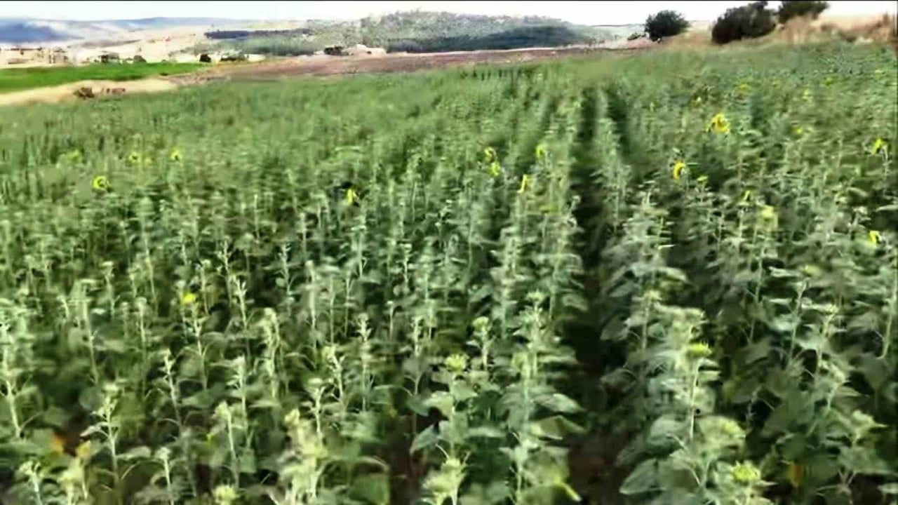 Kütahya'da üreticilere tohum desteği sürüyor: TAKE ile üç üründe dağıtım