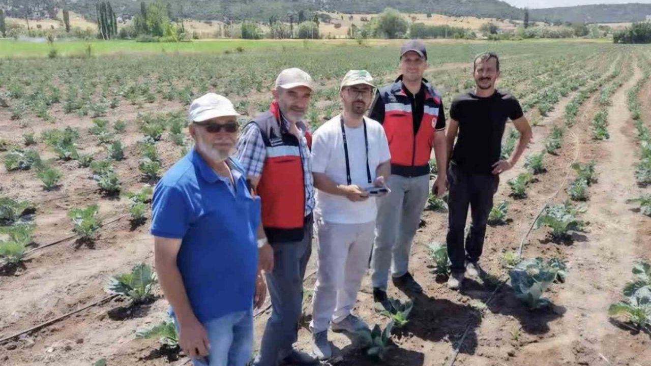 Kütahya'da üretim sahalarında karnabahar ve çörekotu için sıkı takip