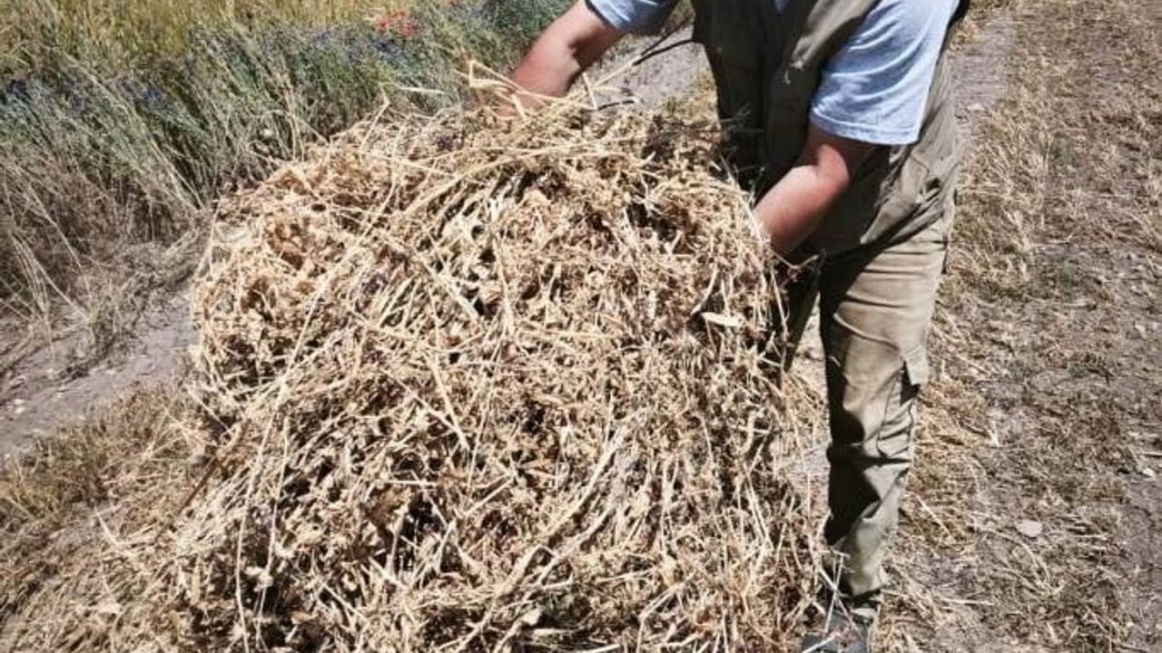Kütahya Köprüören köyünde yem bezelyesi demonstrasyonunda hasat tamamlandı