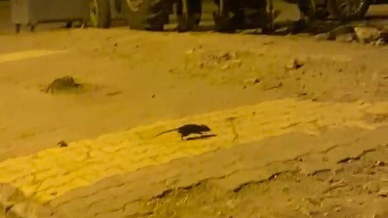Lağım farelerinin artışı Adıyaman'da tedirginlik yaratıyor