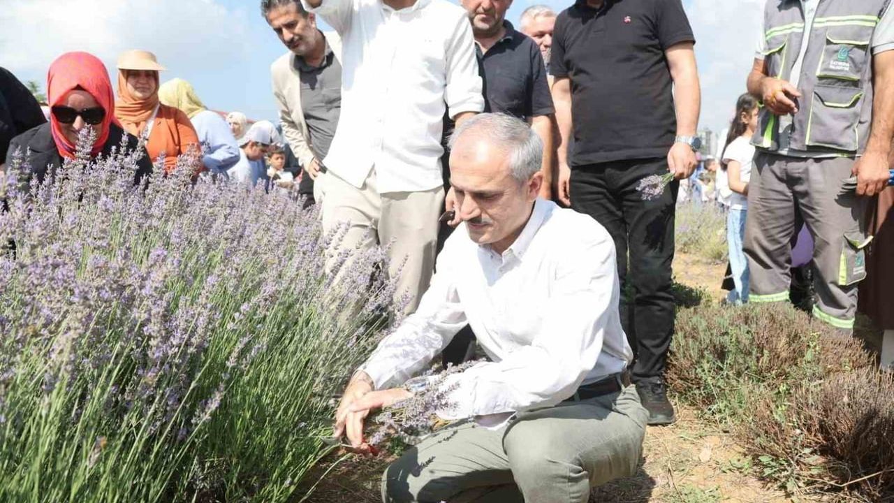 Lavanta kokuları eşliğinde ikinci hasat şenliği Çayırova'da