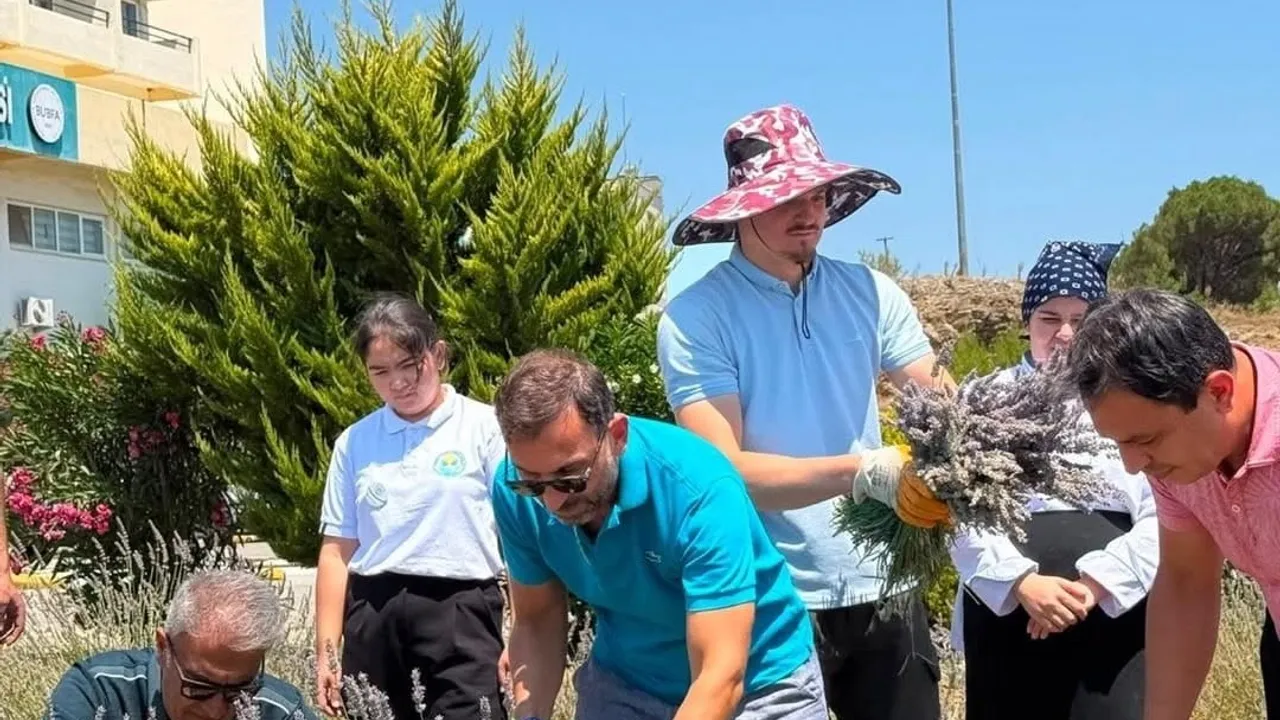 Lavanta kokulu okulda hasat heyecanı yaşandı