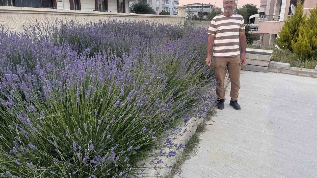 Mahsenli Ali Efendi Camii bahçesi lavantalarla renklendi