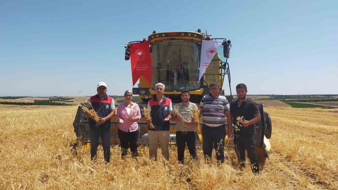 Malatya'da sertifikalı tohumla nohut üretimi canlanıyor