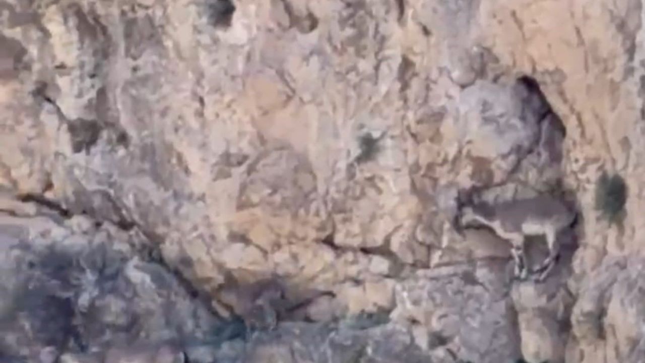 Malatya’da yaban keçileri sürü halinde görüntülendi