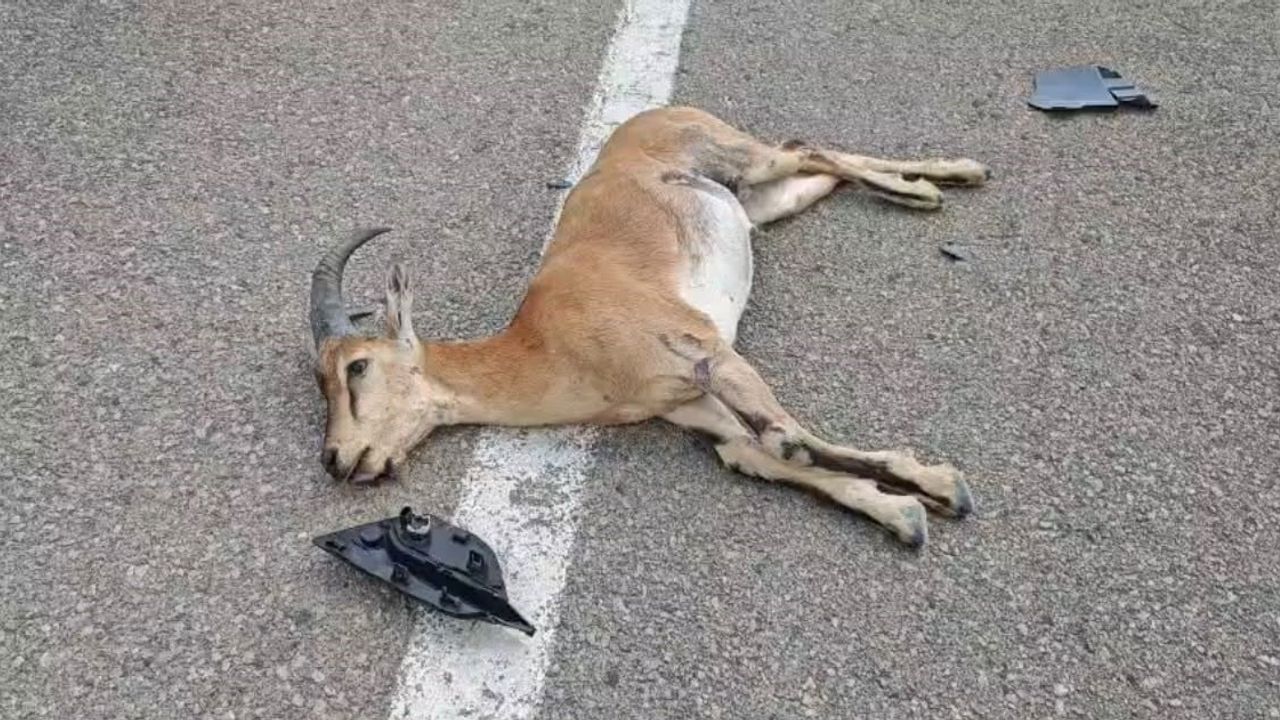 Malatya'da yola fırlayan yaban keçisi telef oldu